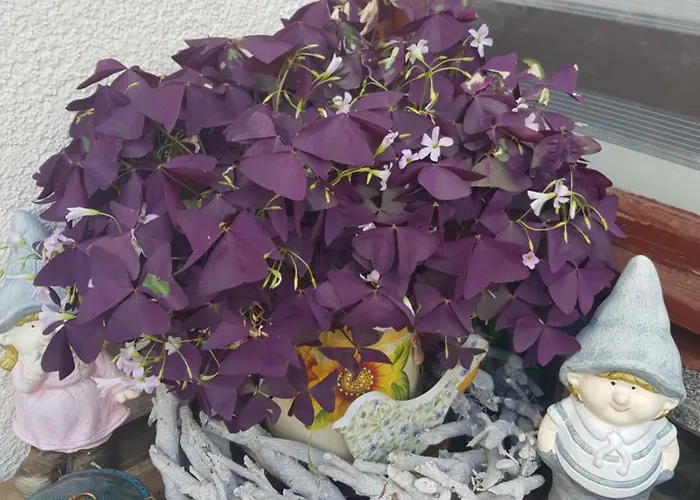 Fewo Weimar Appartement *